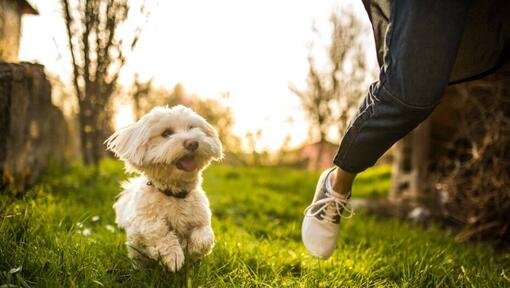 Maltese running along the person