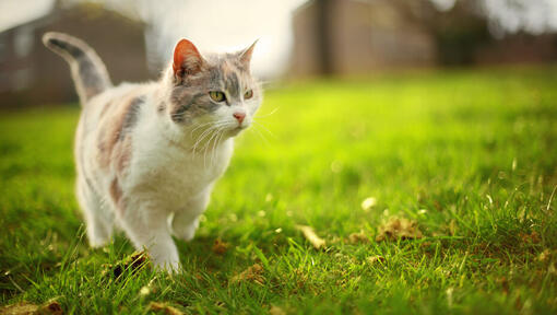kitten walking on the grass