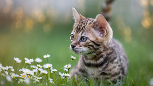 kitten lying down sniffing daisies