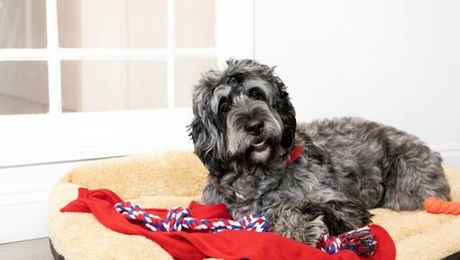 13 Activities to Help Your Dog When Home Alone – ADAPTIL UK