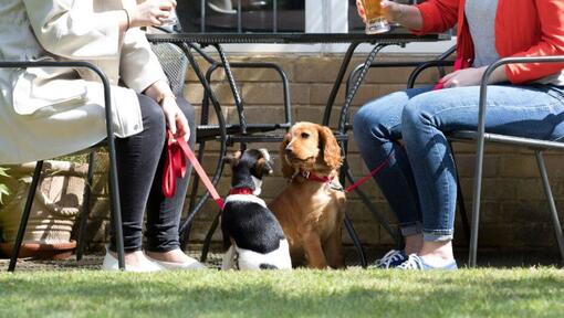 two puppies looking at each other while owners drink at table