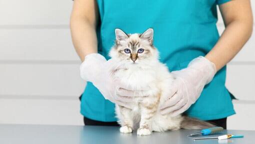 Cat sat at vet's table