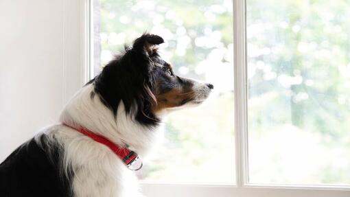 dog looking out a window