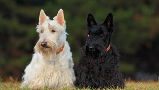 Black and white Scottish Terriers sitting next to each other