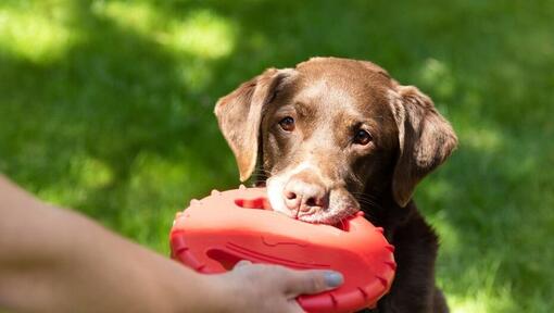 Stimulating Toys for Older Dogs