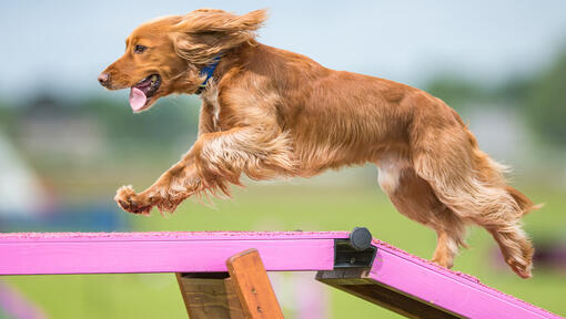 dog running on an agility course plank