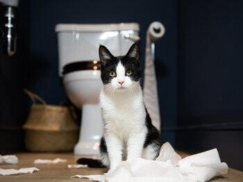 Cat in the bathroom