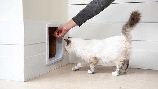 Training a Cat to Use a Cat Flap (The Easy Way) | Purina