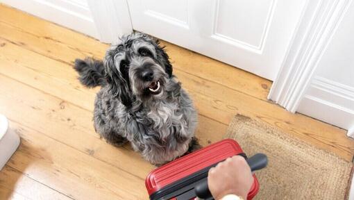  owner holding red suitcase while dog is sitting