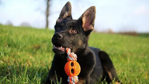 dog chewing a rope toy