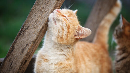 ginger cat rubbing against a piece of wood