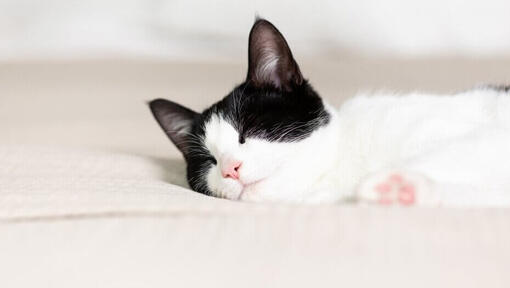 black and white cat sleeping