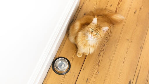 ginger cat sitting next to empty bowl