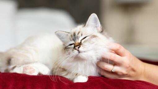 Cat sounds: what miaowing, purring and hissing really mean