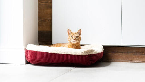 Ginger cat sitting in red cat bed
