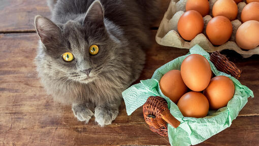 Cat with eggs