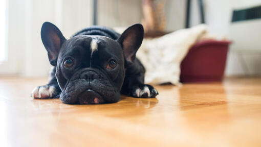 black french bulldog lying on floor