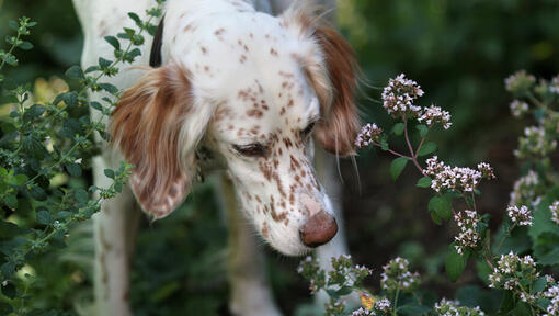 speckled dog sniffing flowers
