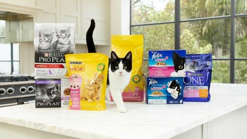Black and white cat with Purina cat food packages