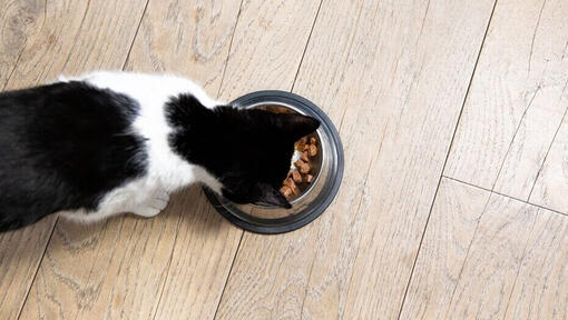 Cat eating from a bowl