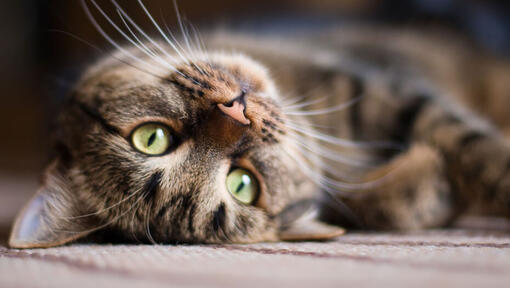 brown cat with long whiskers lying upside down
