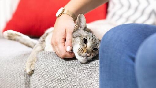 Woman petting cat on sofa