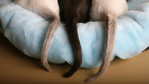 Three cat tails on a light blue cat bed.