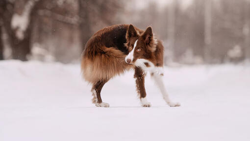 fluffy brown dog biting her tale in the snow