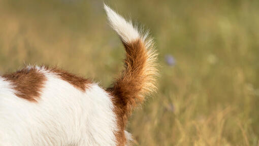 close up of a fluffy brown and white tail