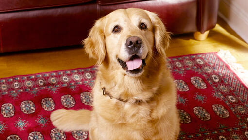 golden retriever sitting on a red rug