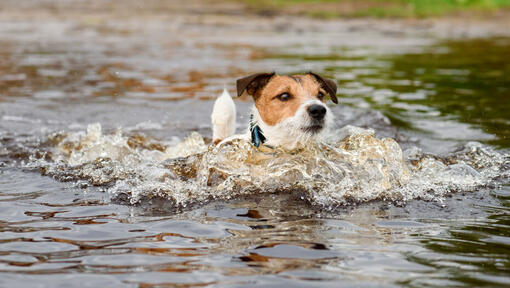jack russell swimming in a pond