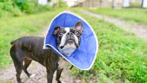 small dog wearing a soft cone collar