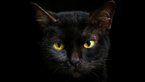 How to Stop Loud Meowing in Cats