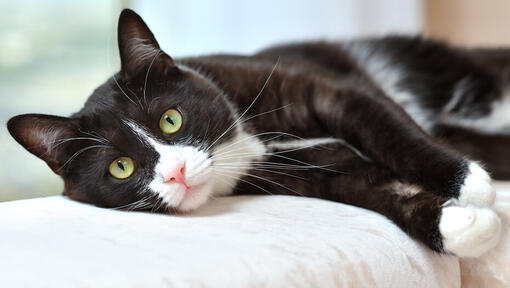 Black and white cat with green eyes staring