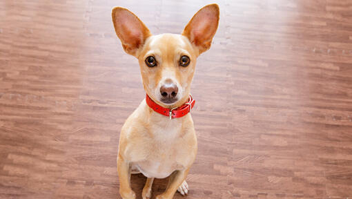 small dog looking up at the camera