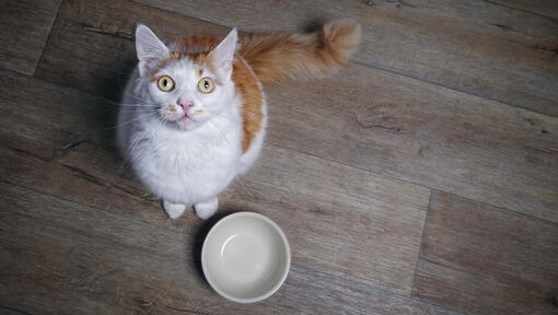 cat waiting for food with empty bowl