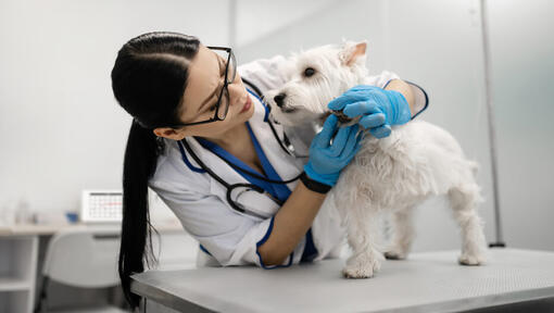 Terrier examined at vets