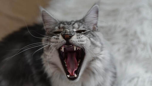 Why Do Cats Hiss?