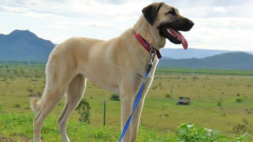 are anatolian shepherd dog hypoallergenic