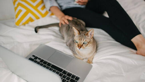 Woman is watching film on her laptop with her pet - Asian cat