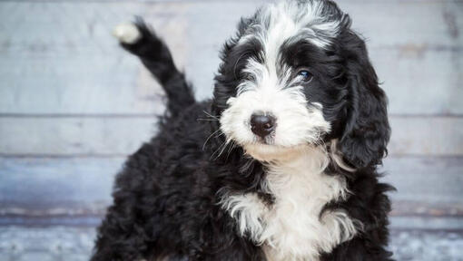 Dog in front of white wall