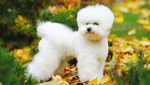 Bichon Frise in the leaves