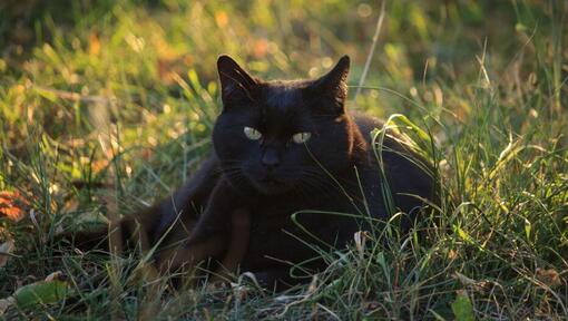 Bombay cat is lying on the flowers field
