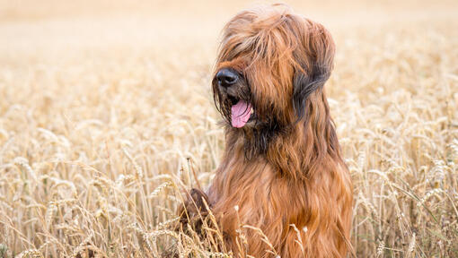 Briard sitting in the field