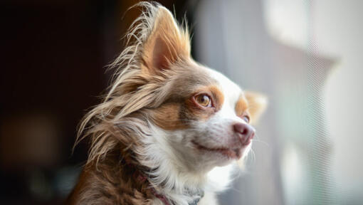 Brown Long Coated Chihuahua watching