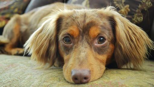 Brown chiweenie looking at camera while lying.