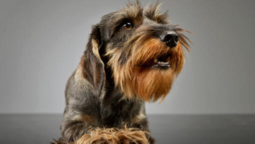 Two colour wire-haired dachshund looking away.