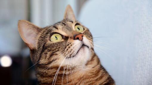 Egyptian Mau cat is looking at something in surprise