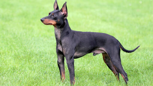 English Toy Terrier standing on the grass