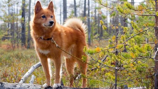Finnish Spitz in the forest